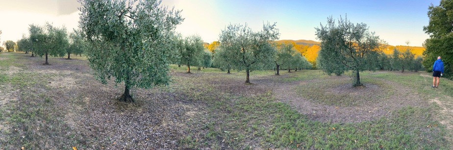 Olivenhain auf dem Interrato Estate