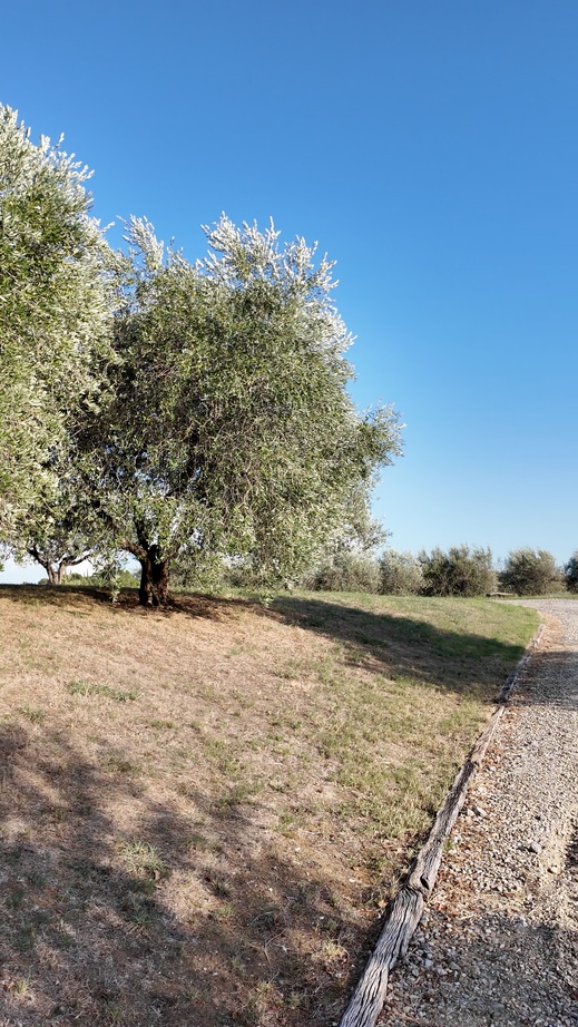 Olivenbäume am Weg auf dem Interrato Estate