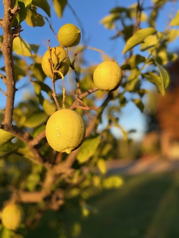 Zitronen am Baum im Sonnenlicht